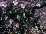 Foto Gartenblumen Weidenröschen (Epilobium), rosa