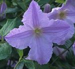 fotografie Zahradní květiny Klematis (Clematis), světle modrá