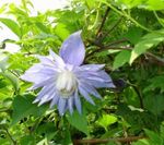 フォト 庭の花 Atragene、小花の咲くクレマチス , ライトブルー