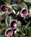 фота Садовыя Кветкі Кобе (Cobaea scandens), бардовы