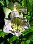 Photo bláthanna gairdín Bells Ardeaglais, Cupán Agus Saucer Plandaí, Cupán Agus Saucer Vine (Cobaea scandens), lilac