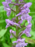 Photo Garden Flowers Fragrant Orchid, Mosquito Gymnadenia , lilac