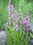 Photo Garden Flowers Fragrant Orchid, Mosquito Gymnadenia , pink