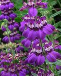 Photo Garden Flowers Blue-Eyed Mary, Chinese Houses (Collinsia), purple