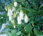 Nuotrauka Sodo Gėlės Campanula, Varpelis , baltas