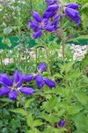 zdjęcie Ogrodowe Kwiaty Bell Srednerosloe (Campanula), niebieski