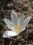 foto I fiori da giardino Falso Crocus Autunno, Colchico Appariscente, Donne Nude, Lo Zafferano Prato (Colchicum), bianco