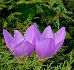 Photo Garden Flowers False Autumn Crocus, Showy Colchicum, Naked Ladies, Meadow Saffron , lilac
