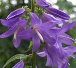 Photo bláthanna gairdín Adenophora, Cloigíní Bhean , lilac