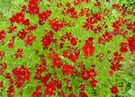 Photo Garden Flowers Goldmane Tickseed (Coreopsis drummondii), red