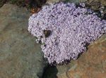 Photo bláthanna gairdín Stonecress, Aethionema , lilac