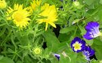 foto I fiori da giardino Margherita Assonnato (Xanthisma), giallo