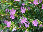 foto I fiori da giardino Cuphea , lilla