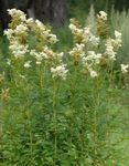 Photo Garden Flowers Meadowsweet, Dropwort (Filipendula), white