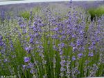 სურათი ბაღის ყვავილები Lavender (Lavandula), ღია ლურჯი