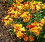 Photo Wallflower, Cheiranthus , orange