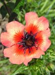 Foto Gartenblumen Fingerkraut (Potentilla), orange