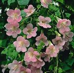 フォト 庭の花 絡みキンギョソウ、忍び寄るグロキシニア (Asarina), ピンク