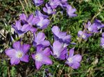 Photo Garden Flowers Linum perennial , lilac