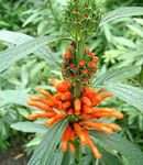 снимка Градински цветове Ухото Лъв, Опашка Лъв, Дива Dagga (Leonotis leonurus), оранжев