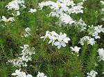 fotoğraf Bahçe Çiçekleri Yanlış Bebek Yıldız (Leptosiphon), beyaz