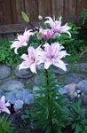 Photo Garden Flowers Lily The Asiatic Hybrids (Lilium), lilac