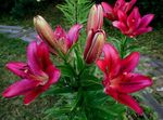 Bilde Hage blomster Lily De Asiatiske Hybrider (Lilium), burgunder
