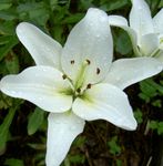 Bilde Hage blomster Lily De Asiatiske Hybrider (Lilium), hvit