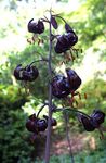 foto Flores do Jardim Martagon Lírio, O Tampão Do Turco Comum Lírio (Lilium), preto