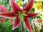 Nuotrauka Oriental Lily charakteristikos