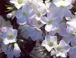 Foto Gartenblumen Großblütigen Phlox, Berg Phlox, Phlox California (Linanthus), weiß