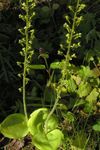 Foto Gartenblumen Gemeinsame Twayblade, Eiförmig Blatt Neottia (Listera), grün