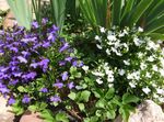 Foto Gartenblumen Einfassung Lobelien, Jahreslobelien, Hinter Lobelia , weiß