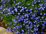 φωτογραφία Λουλούδια κήπου Μπορντούρα Λοβηλία, Ετήσια Λοβηλία, Σύροντας Λοβηλία (Lobelia), μπλε