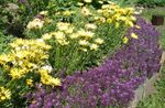 foto I fiori da giardino Dolce Alyssum, Dolce Alison, Lobularia Mare (Lobularia maritima), porpora