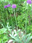 фотографија Баштенске Цветови Украсно Лук (Allium), лила