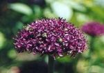 фотографија Баштенске Цветови Украсно Лук (Allium), виноус