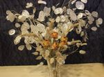 foto I fiori da giardino Pianta Denaro, L'onestà, Bolbonac, Erbaluna, Dollaro D'argento (Lunaria), bianco