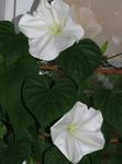 fotoğraf Moonflower, Ay Asma, Dev Beyaz Moonflower özellikleri