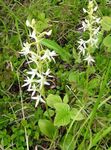 fotografie Záhradné kvety Druh Orchidey, Vemeníku, Dvoch-Listoval Platanthera , biely