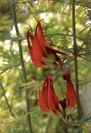 foto I fiori da giardino Becco Di Pappagallo, Gioiello Di Corallo, Becco Di Pellicano (Lotus berthelotii), rosso