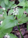 Foto Gartenblumen Falsche Maiglöckchen, Wild Maiglöckchen, Zweiflügelig Falschen Solomon Dichtung (Maianthemum), weiß