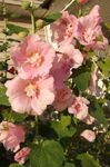 Foto Dārza Ziedi Kāršu Roze (Alcea rosea), sārts