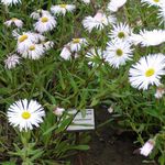 foto I fiori da giardino Margherita Mare, La Spiaggia Aster, Flebane (Erigeron glaucus), bianco