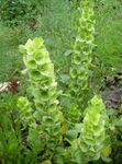 foto I fiori da giardino Bells Of Ireland (Molucella), verde