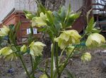 სურათი ბაღის ყვავილები საშობაო გაიზარდა, სამარხვო გაიზარდა (Helleborus), ყვითელი