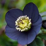 სურათი ბაღის ყვავილები საშობაო გაიზარდა, სამარხვო გაიზარდა (Helleborus), შავი