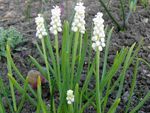 φωτογραφία Λουλούδια κήπου Υάκινθος Σταφυλιών (Muscari), λευκό