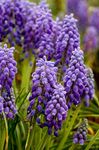 zdjęcie Ogrodowe Kwiaty Muscari , purpurowy