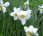 Photo Garden Flowers Daffodil (Narcissus), white